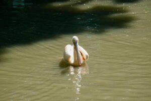 Cazare Nufăru în Delta Dunării – ideal pentru traversare rapidă