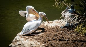 Excursii Nufăru în Delta Dunării – traversare rapidă și tururi scurte